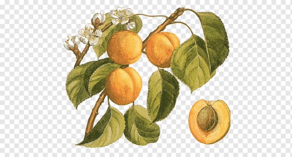 Абрикос обыкновенный Фармакогнозия