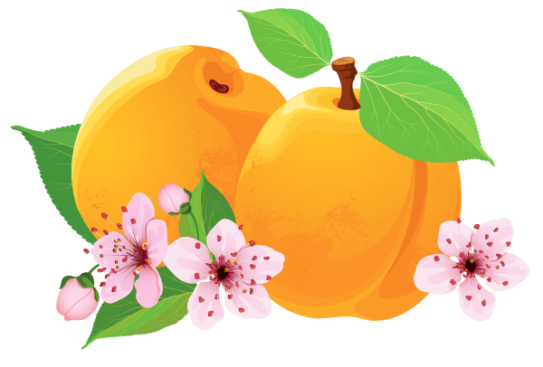 Цветы абрикоса вектор