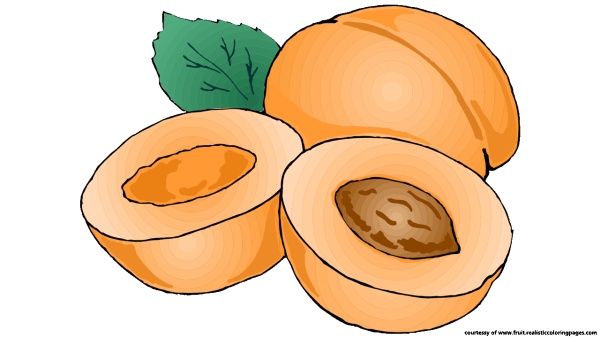 Абрикос рисунок для детей