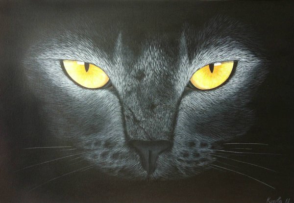 Картина кошачий взгляд