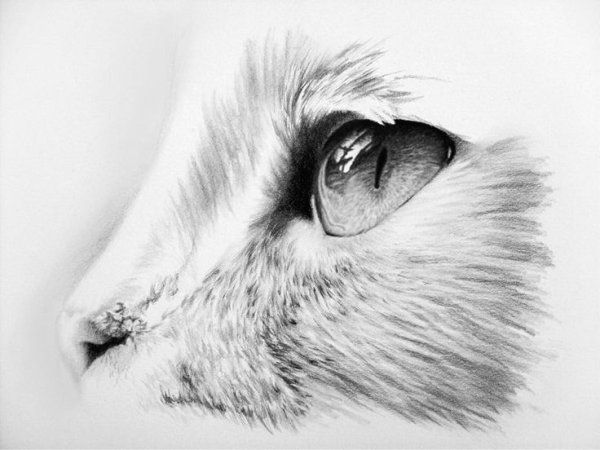 Глаза кота карандашом