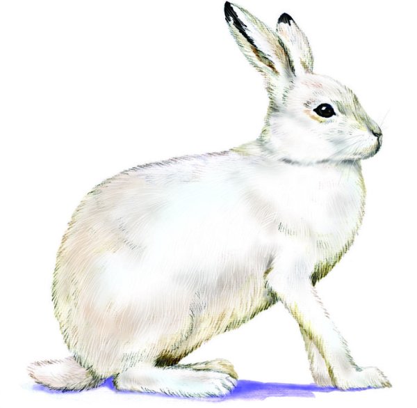 Заяц Беляк иллюстрация