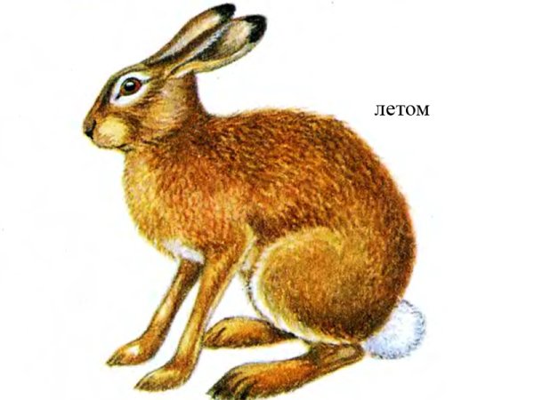 Заяц Беляк и заяц Русак нарисовать