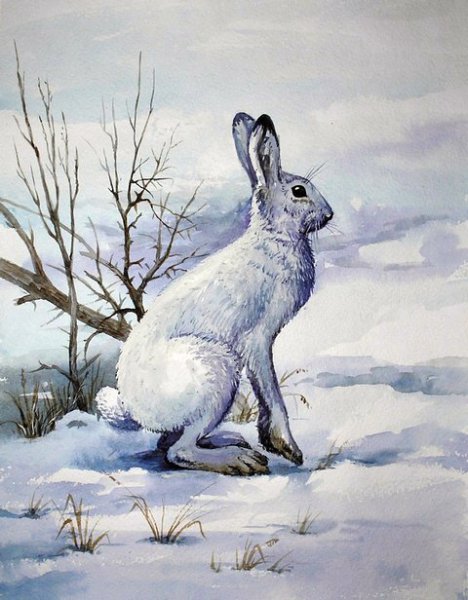 Комаров Алексей Никанорович заяц Беляк