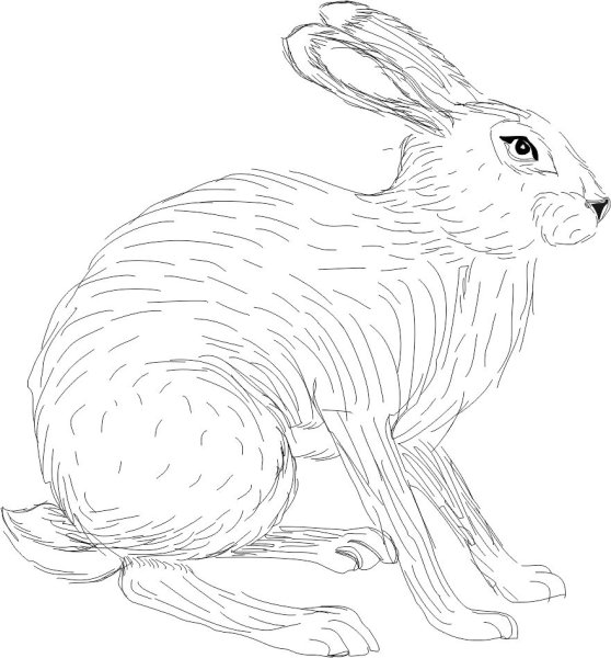 Заяц Русак раскраска