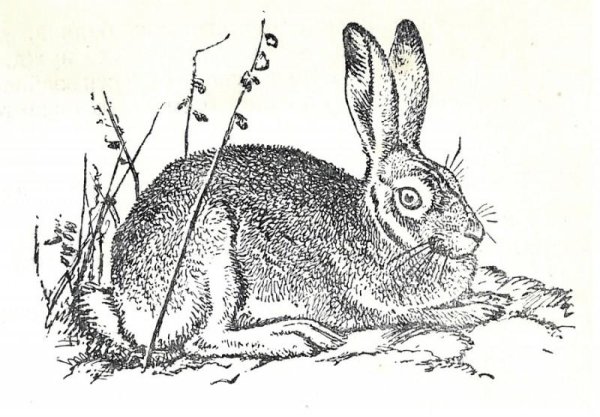 Заяц Русак иллюстрация