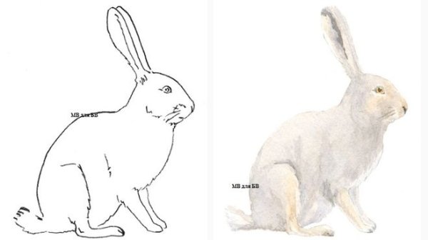 Заяц Беляк рисунок для детей