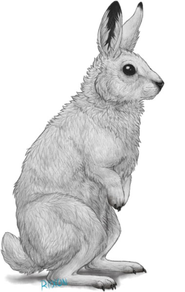 Заяц Беляк на прозрачном фоне