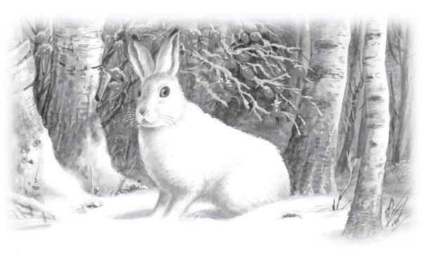 Скребицкий белая шубка