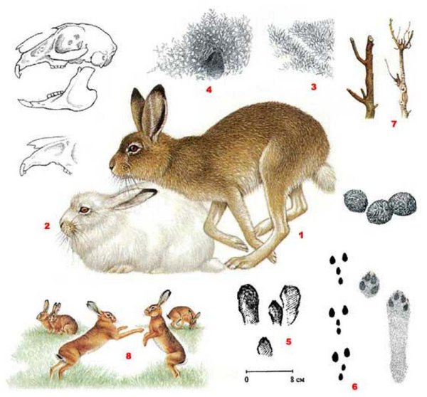 Следы зайца беляка и русака