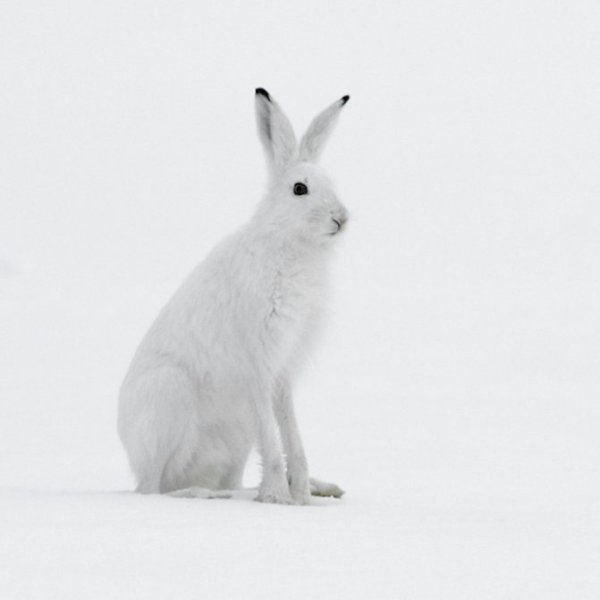 Заяц Беляк