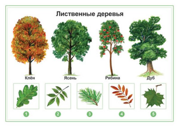 Лиственные деревья для дошкольников