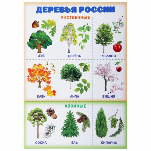 Хвойные деревья России