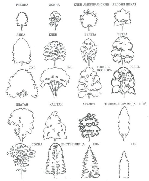 Лиственные и хвойные деревья задания для дошкольников