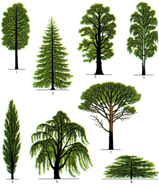 Лиственные деревья для детей