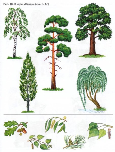 Арбекова деревья и кустарники