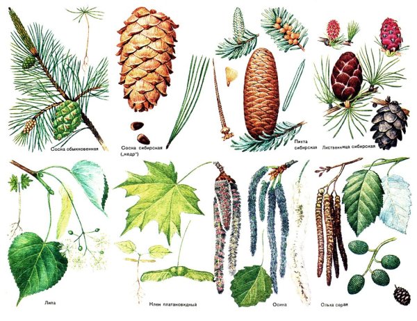 Деревья и плоды