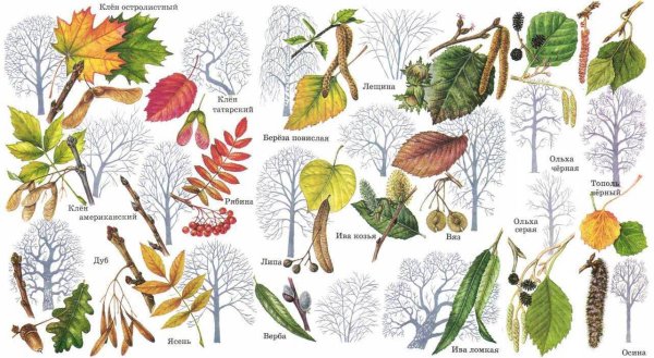 Осина береза липа ольха листья