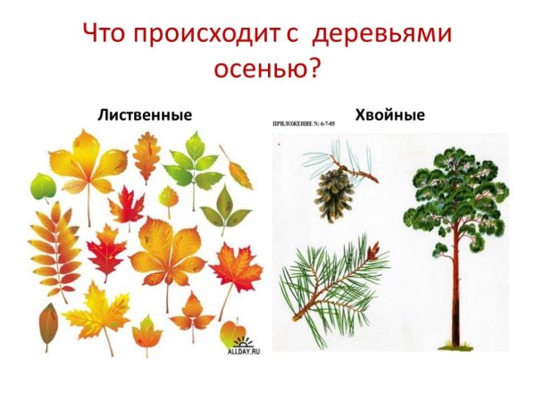 Лиственные и хвойные деревья