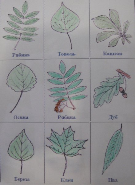 Листья деревьев с названиями