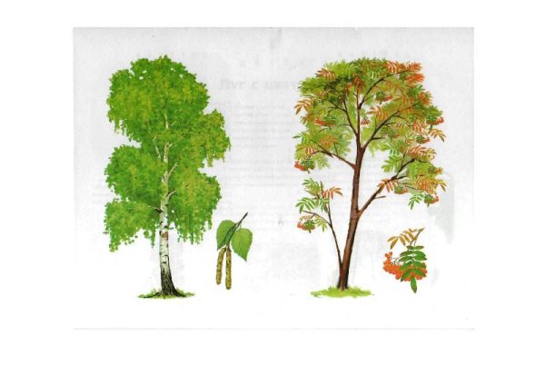 Деревья ддлядошкольников