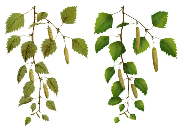 Береза повислая на белом фоне