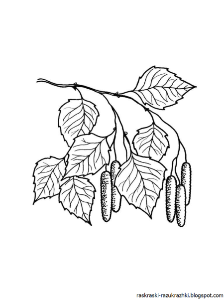 Береза раскраска для детей