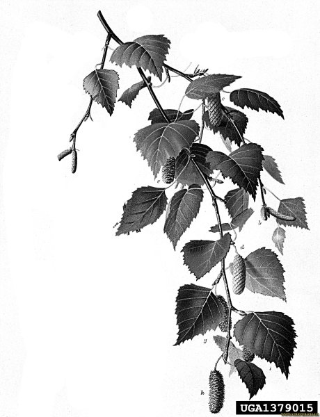 Веточка березы