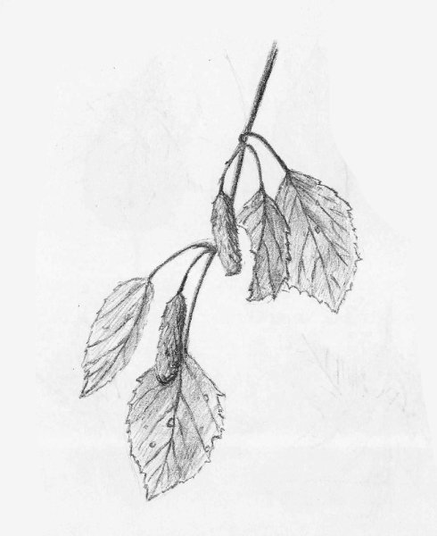 Зарисовки веток