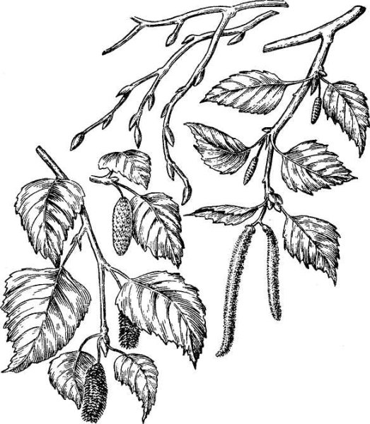 Береза повислая черно белая