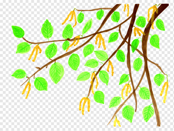 Ветви березы