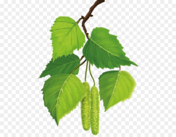 Береза бруньки