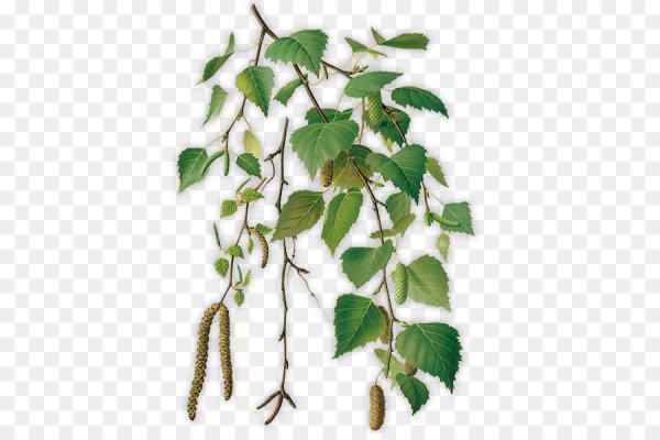 Birch Botanical