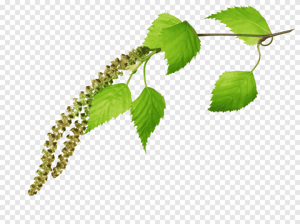 Веточка березы