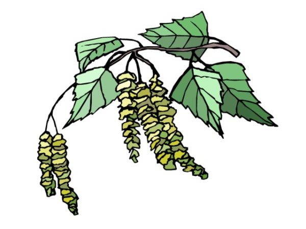 Ветка березы с сережками