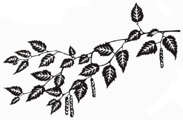 Веточка березы