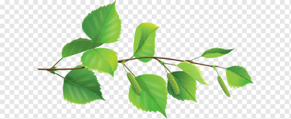 Веточка березы на памятник