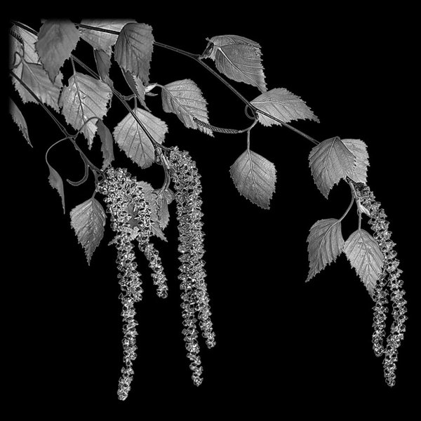 Ветка берёзы рисунок