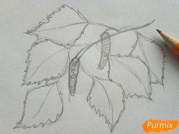 Березовая ветка карандашом