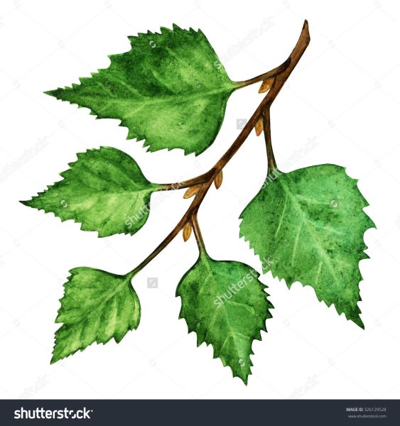 Береза повислая черно белая