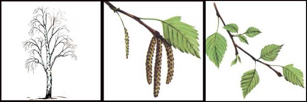 Береза повислая Фармакогнозия