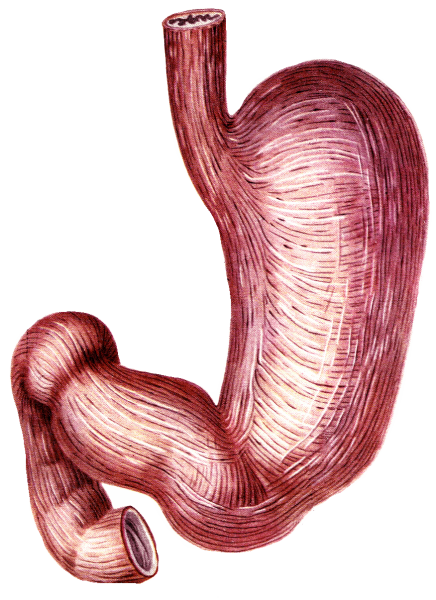 Пилорический отдел желудка