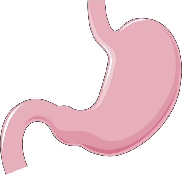 Желудок без фона