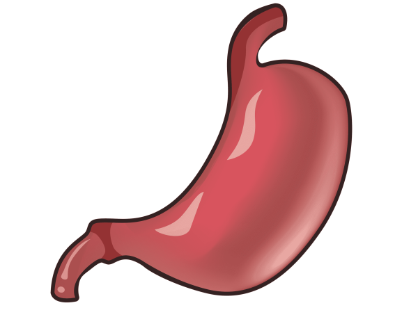 Желудок очертания