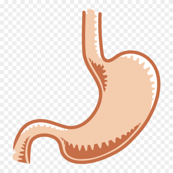 Желудок на белом фоне