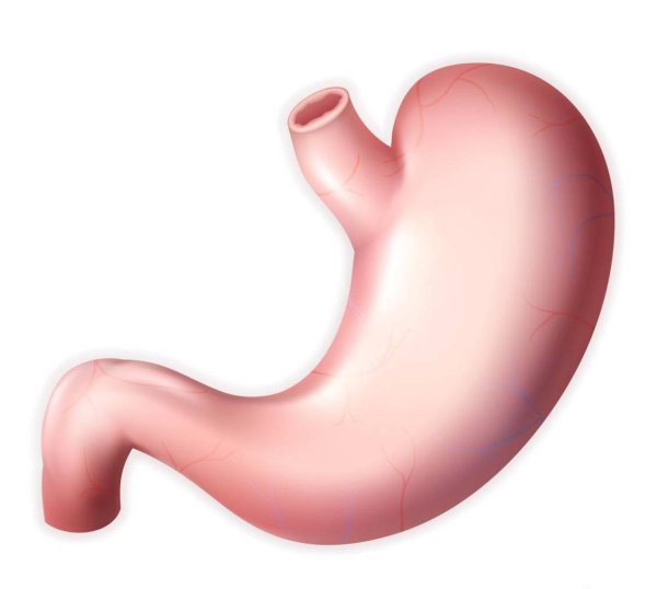 Желудок нарисовать