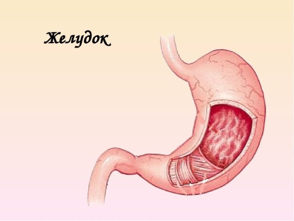 Желудок рисунок