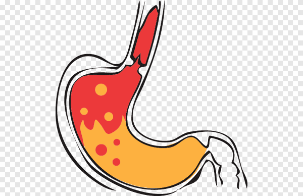 Желудок раскраска для детей
