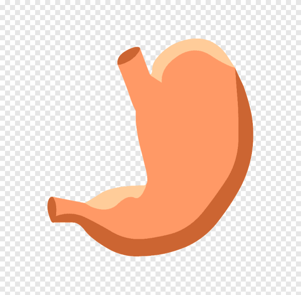 Здоровый желудок