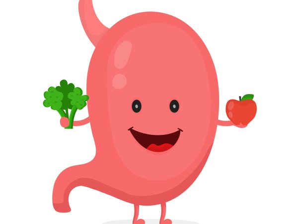 Желудок контур